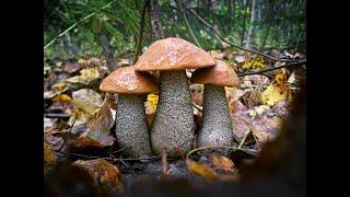 Подосиновики маринованные от Луча. Pickled mushrooms. 腌蘑菇