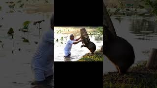 Ông Lão Và Capybara #veo3 #viral #funny #viralvideo #viralshorts #capybara