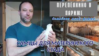 ОТБОР САМЦОВ ДЛЯ МАТЕРИНСКОГО СТАДА