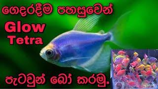 How to breed Glow tetra fish easily/sinhala/FHD video #glotetra #kaveeaqua