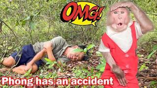 Bibi invites Uncle Phong to harvest fruit and has an accident!