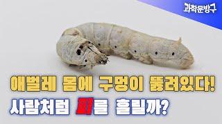 (충격주의) 애벌레 몸에 구멍이 뚫려 있다! 사람처럼 피를 흘릴까? #애벌레#숨구멍#유충의 행동