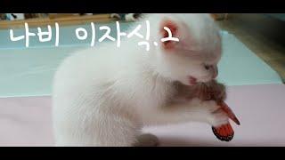 나비 이자식! 나 잠깨고 왔다. 새끼 고양이 나랑이와 나비의 2라운드 대결 kitten at play