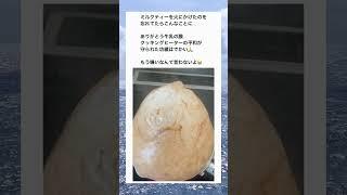 ミルクティーを火にかけたことを忘れた結果wwwww#面白い #おもしろ #tiktok #twitter #2ch #5ch