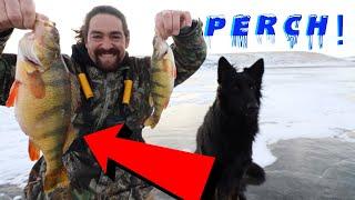 Ice Fishing Saskatchewan / HUGE JUMBO PERCH /  Early Ice 2021 / How To Catch Perch