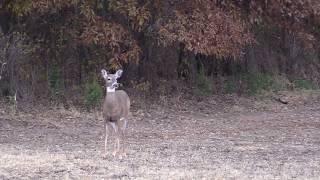 Deer snorting / blowing, stomping, and tail up to signal danger