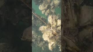 ocean | Lendi TV #shorts