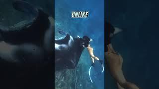 Swimming with a giant manta ray