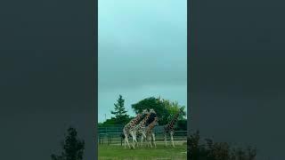 African Lion Safari, Ontario, Canada  #wildlife #giraffe #wildanimals