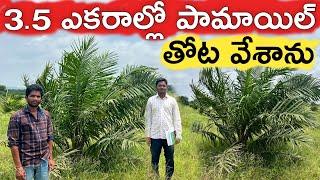 90 శాతం సబ్సిడీతో ఆయిల్ పామ్ వేశాను | Oil Palm | రైతు బడి