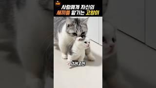 ️800만️자신의 새끼를 맡기는 어미 고양이