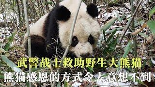 万物有灵！武警战士救助野生熊猫，熊猫表达爱意方式令人意想不到【西风探瘦马】