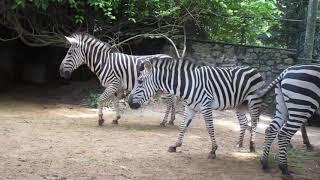 Chapman's zebra (Equus quagga chapmani)