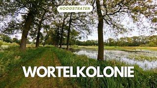 Little Walk at Wortelkolonie - Hoogstraten