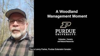 Woodland Management Moment: Against Invasives