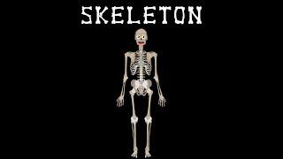 The Bones  Skeletal System Song/Anatomy