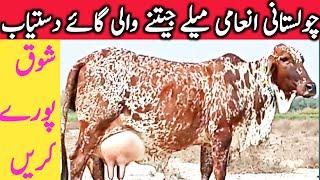 Best Quality Cholistani Sahiwal Cow Farm Near Luden Cow Mandi Hasil Pur || Global Village Farming