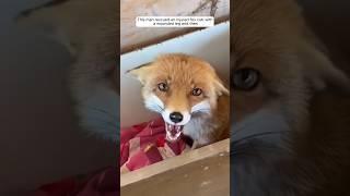 This man rescued an injured fox cub with a wounded leg and then #animalshorts #shortvideo