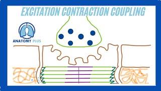 Excitation Contraction Coupling