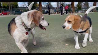 Oliver meets 30 other beagles! [4K]