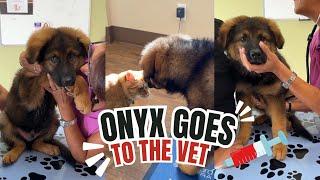 German Shepherd Puppy Goes To The Vet