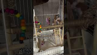 귀소본능 정확한 품행방정 앵이-!!! #앵무새 #parrot #코뉴어 #문칙코뉴어#말하는앵무새 #반려조 #반려동물 #힐링 #코뉴어교육 #앵무새교육