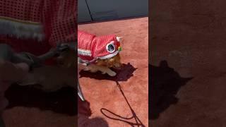 Dog Days at Oracle Park San Francisco 6/11/2023
