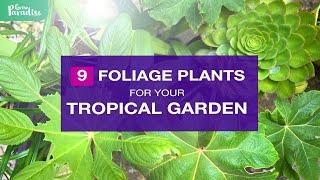 9 TROPICAL FOLIAGE plants for your garden