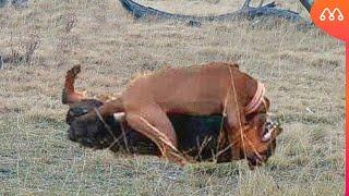 PITBULL VS ROTTWEILER: WHO WINS THIS FIGHT?