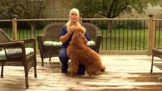 Red Standard Poodle