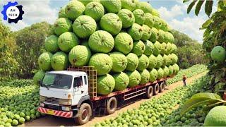 155 Most Satisfying Agriculture Technology ►84|Harvest and Processing Taiwan Guava to a New Level