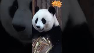 #熊猫 #panda 冯昭美女士干饭时眼神都这么有戏 你们看像冯巩老师吗 