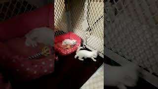 A day in the life of twin kittens   first-time home 