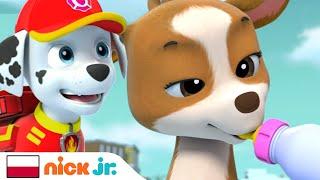 Psi Patrol | Akcja ratunkowa w górach | Nick Jr.