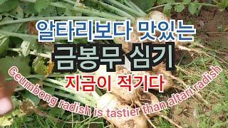 알타리보다 맛있는 금봉무 심기 지금이 적기다.Geumbong radish is tastier than altari radish. #금봉무 #kfood  #금봉무재배