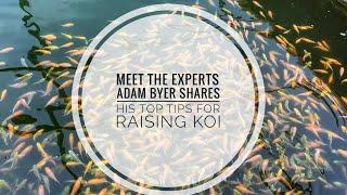 Breeding Koi the Award Winning Way with Adam Byer  - Part 1 - Raising fry