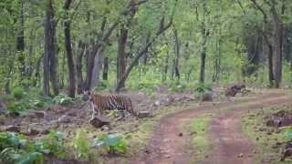 Tadoba Lake Tigress rd