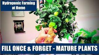 HYDROPONIC FARMING AT HOME - KRATKY TOMATO, CONTAINER, LIGHT NEEDED