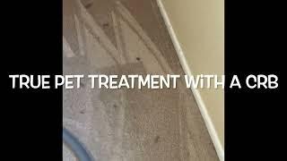 #1 Carpet Cleaning in Spring Hill Florida - Steam Medic Carpet Cleaning #carpetcleaning #clean