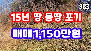 가성비 부동산 시골 생활 땅 최고의 급매물 가격 물건, 배 복숭아 땅땅 토지 매물 최고 돈버는 대박 놀라운 급매,산골 햇살 전기 농막 리얼 레전드 돈버는 체류형 전 토지매매 싼 땅