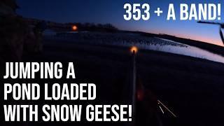 JUMPING A POND LOADED WITH SNOW GEESE! 353 GEESE IN ONE GO! BLUE PHASE ROSS GOOSE! BANDED BLUE!