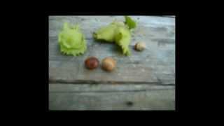 Hazelnuts. How to harvest before the critters do. Wild Edibles.