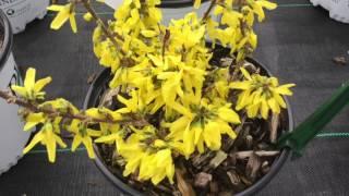 Show Off® Sugar Baby Forsythia | www.gardencrossings.com