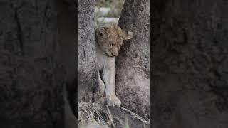 Young lion cub almost falls asleep #safari #tanzania #serengeti #lion #cub