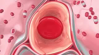 Oxygen Diffusion in the Lungs