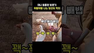 뒤뚱뒤뚱 당근도 탐내는 친구