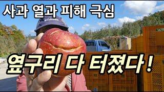 후지사과 착색 불량, 열과 피해 극심 I 사과 옆구리 다 터졌다 !