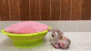 Poor Baby Monkey Falling To Floor While He Learn To Walk