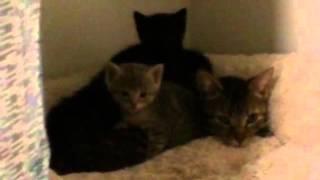 Kitty Charm School rescues