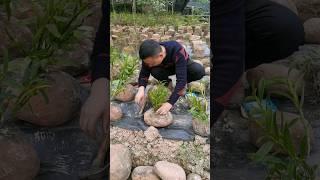 wow simple method for grafting dendrobium orchid plant growing on rocks #short